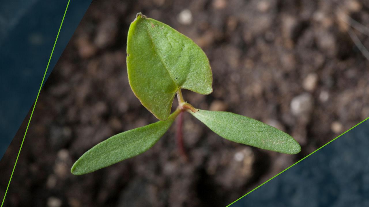 Piktžolių atsparumas herbicidams