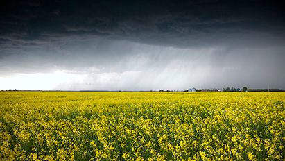 Efektyvus azoto pasisavinimas – vertinga veislių savybė