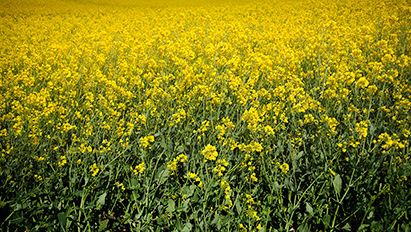 Ar verta atiduoti rapsų derliaus priedą sunaikinti sklerotiniui puviniui?