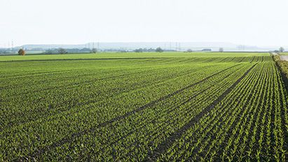 Apsaugoti javus nuo piktžolių rudenį – misija (ne)įmanoma?