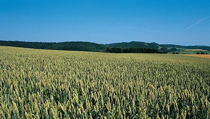 Kova su atspariomis piktžolėmis rudenį, integruoti sprendimai žieminių javų pasėlyje.